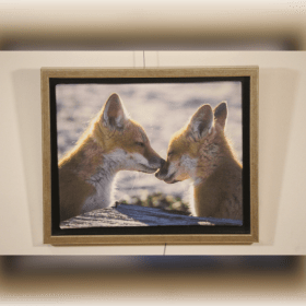 Brotherly Love, Fox Kits - Framed Photography on Canvas item