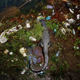 Photo of BIN: Bayou St. John Alligator by Sophia Germer