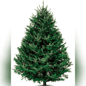 Photo of 5' - 6' Tree