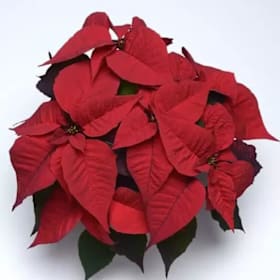 Photo of Red Poinsettia Plant - 6" pot