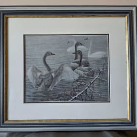 🦢 Trumpeter Swans – Elwin van der Kolk item