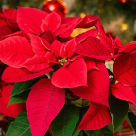 Photo of Red Poinsettias
