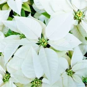Photo of White Poinsettias