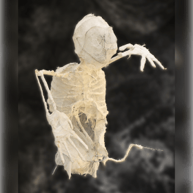 Photo of Sponsa Monster #4960