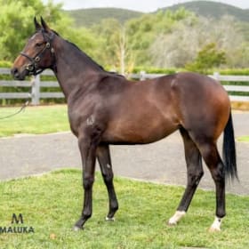Photo of 5% Share in Racehorse – Wooded x Star of Manhattan 2YO Filly