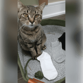 Photo of Plain Socks