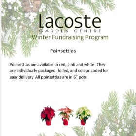 Poinsettias item