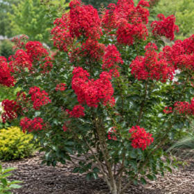Photo of Colorama Scarlet Crepe Myrtle