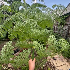 Photo of BIN: Grow Your Own Groceries (Edible Plant Bundle)