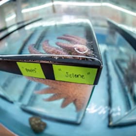 SUNFLOWER STAR LAB item