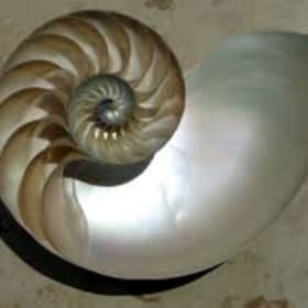 The Nacre item