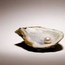 The Shell item