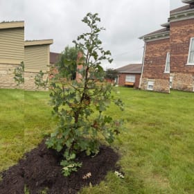 Bur Oak item