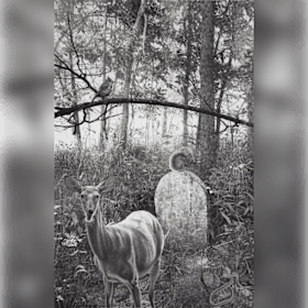 Photo of "Jean Zinck's Grave" by Andrew Polk