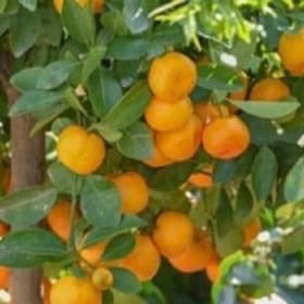 Calamondin   3 Gallon  (SB) item