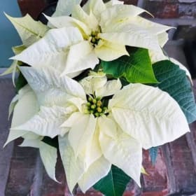 Photo of White Poinsettia