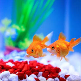 Feed the School Fish with Mr. Akeim for One Week item
