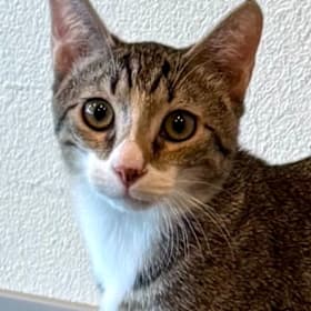 Photo of Adoption (one kitten)