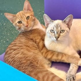 Photo of Adoption (two kittens)