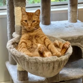 Photo of Adoption (cat)