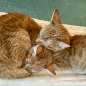 Photo of Adoption (reduced fee)