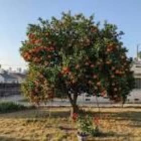 Photo of Tangelo Tree