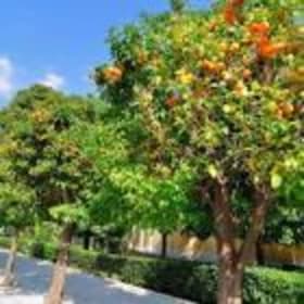 Photo of Orange Tree