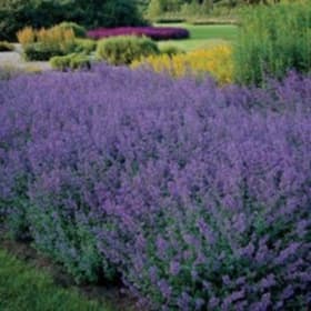 Catmint, Walker's low item