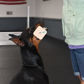 Photo of AKC - All Levels Competitive Obedience