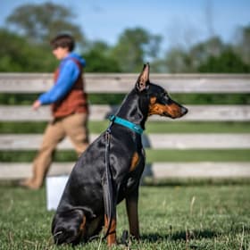 Photo of Fundamentals I Obedience Training Session