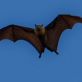Photo of 23 October 10:00-11:00AM (Bats & Their Amazing World)