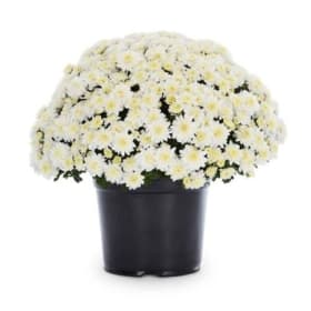 Photo of Mums