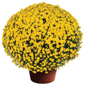 Photo of Mums