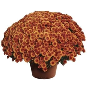 Photo of Mums