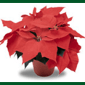 Red Poinsettia item