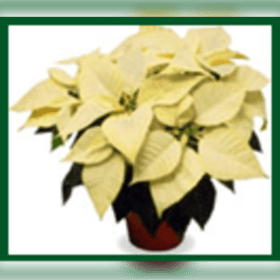White Poinsettia item