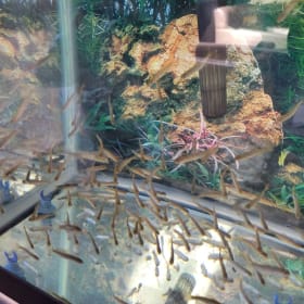 Adopt A Tank item