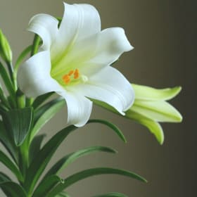 Christmas Poinsettias item
