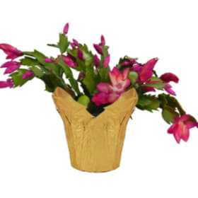 6.5" Christmas Cactus (Zygote) item