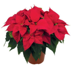 6.5" Poinsettia item