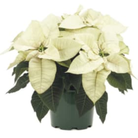6.5" Poinsettia item