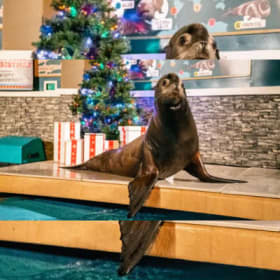 🎄🎃 Holiday Fun for Six at SeaWorld San Antonio item