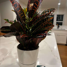 Photo of Large Potted Plant and $25 gift card from Leaf & Bloom