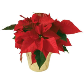 Photo of 4.5" Potted Poinsettia