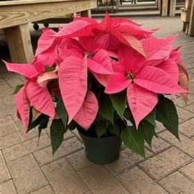 Photo of 7.5" Potted Poinsettia