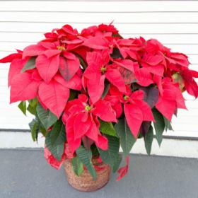 Photo of 10" Potted Poinsettia
