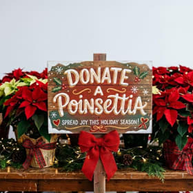 Photo of Donate a 6.5" Poinsettia to the Sisters