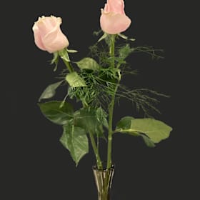Photo of Beckwith, Aimee - Rose - $150 + $13.20 sales tax