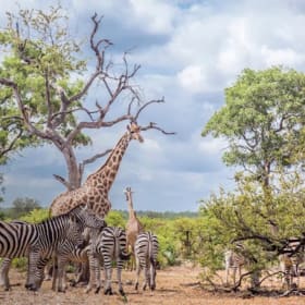 Serene Safari South Africa Retreat - Waterberg’s Region item