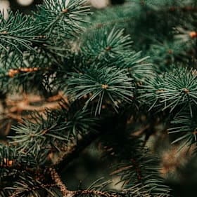Photo of 8-9 ft. tree